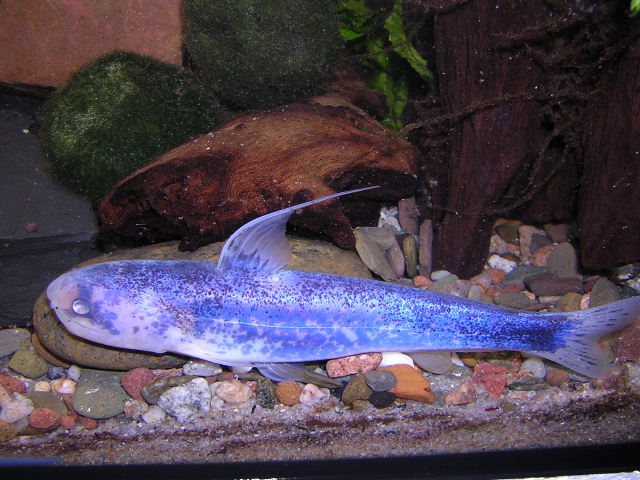Pseudocetopsis sp. Electric blue